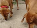 videos de Ice Chompers