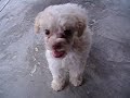funny &amp; crazy puppies !!!