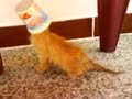 Kitten and crucible