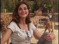 Growing Up Giraffe- Meet the Giraffes