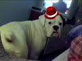 Albie the White Boxer Wonder Dog Albie the White Boxer Wonder Dog