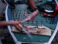 3 filets de dor�s en 1 minute