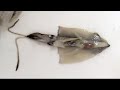 Disecci�n de un cefal�podo