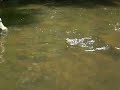 Little Juniata Brown Trout