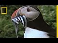 Empowering Puffins
