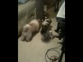 Neo and pups