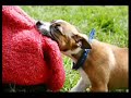 This is a homeless dog story,...