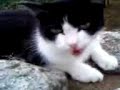 ネコちゃんとおしゃべり♪