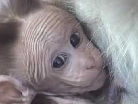Nursing Monkey in my lap looks for ...
