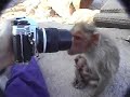 Nursing Monkey in my lap looks for answers