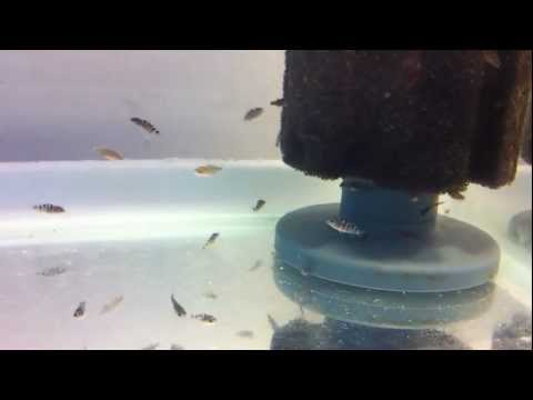 how to care for mbuna fry