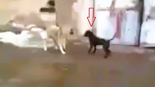 Pitbull attacks the wrong dog (Kangal) and pays th