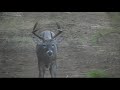 11 Point Buck.wmv