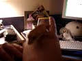 Crested Gecko - Le Tigre
