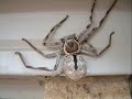 spiders