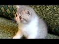Click here to watch this video my lovely kitty NIKA
