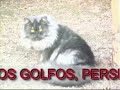 GATOS PERSAS...EL REY DE LOS GOLFOS Y SU GRAN AMOR AROHA GATOS PERSAS...EL REY DE LOS GOLFOS Y SU GRAN AMOR AROHA