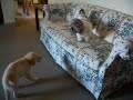 Puppy Play