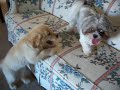 Puppy Play