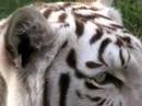 White Tiger