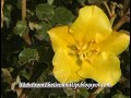 Freedom - From the Ground Up - Native Plants