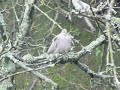 Streptopelia Decaocto - T�rtola Turca -  Collared Dove