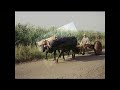 Cuba - Lamento Guajiro