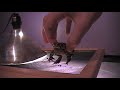 My Croaking Toad My Croaking Toad