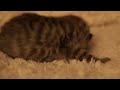 Click here to watch this video Tawalli's Ricki Lake