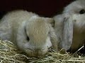 Frenchy Babies Autumn 2008 (6)
