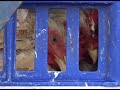 La industria más contaminante del planeta asesina más de 50 Billones de animales anualmente en el mundo.
