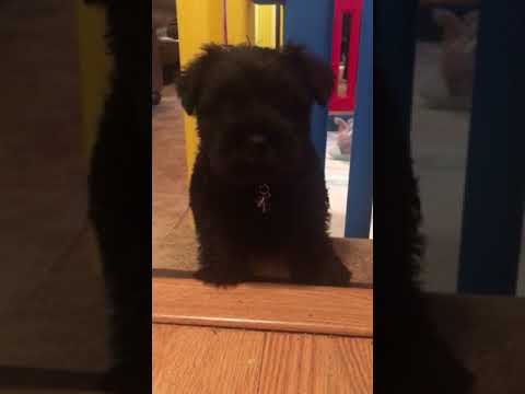 Valor Solid Black Mini Schnauzer