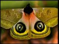 By Chance? By Wisdom? or By Inspiration? Check These Animals