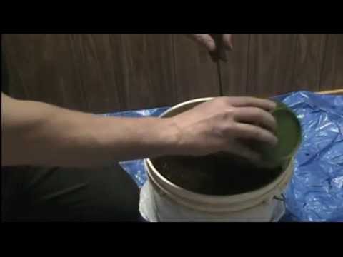 how to replant an avocado tree