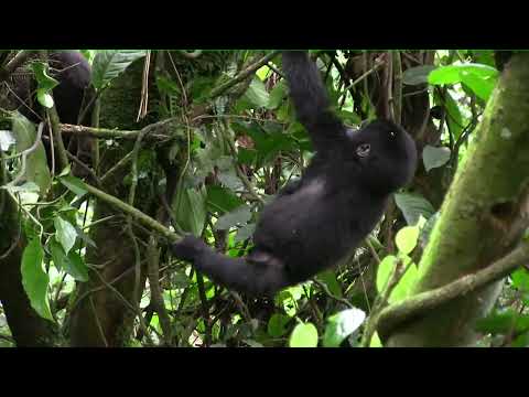 Baby Gorilla swinging in Bwindi Forest