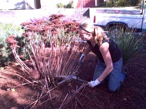 how to transplant sedum