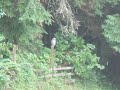 Barred Owl in the Yard! Barred Owl in the Yard!
