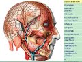 Regio auricularis posterior Regio auricularis posterior