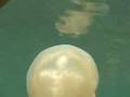 Jellyfish Lake - Palau - '04