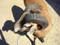 Stud Muffin Horse vs Ram Sheep