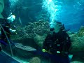 Swimming With Sharks - 1