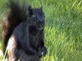 Eddie Izzard Squirrel Bit Eddie Izzard Squirrel Bit