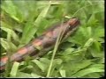 potencial del paiche  arapaima gigas  en la amazonía peruana