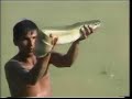 Potencial del Paiche (Arapaima gigas) en la Amazonía peruana
