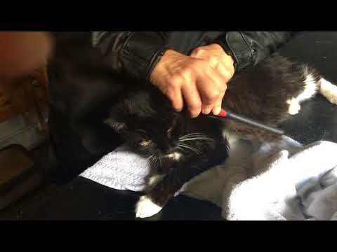 Mobile cat grooming matted elderly cat