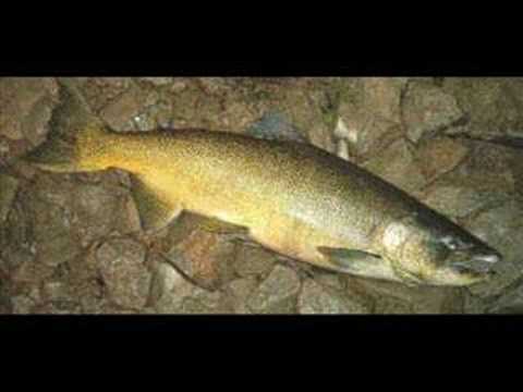 Salmon Slideshow - Spoons Downrigger ...