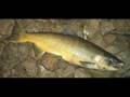 Salmon Slideshow - Spoons Downrigger Adventures +