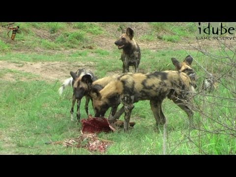 africa dog