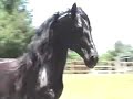 Black Andalusian for Sale - Imported Stallion - Meloso-AS