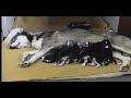 Gangi 8 cuccioli di husky crescono1